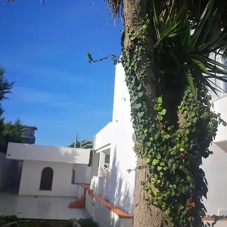 Ninnihouses
